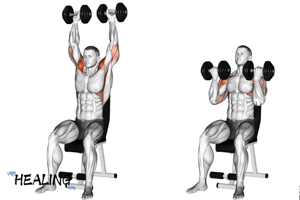 The Ultimate Guide to Shoulder Workouts Build Strength and Size