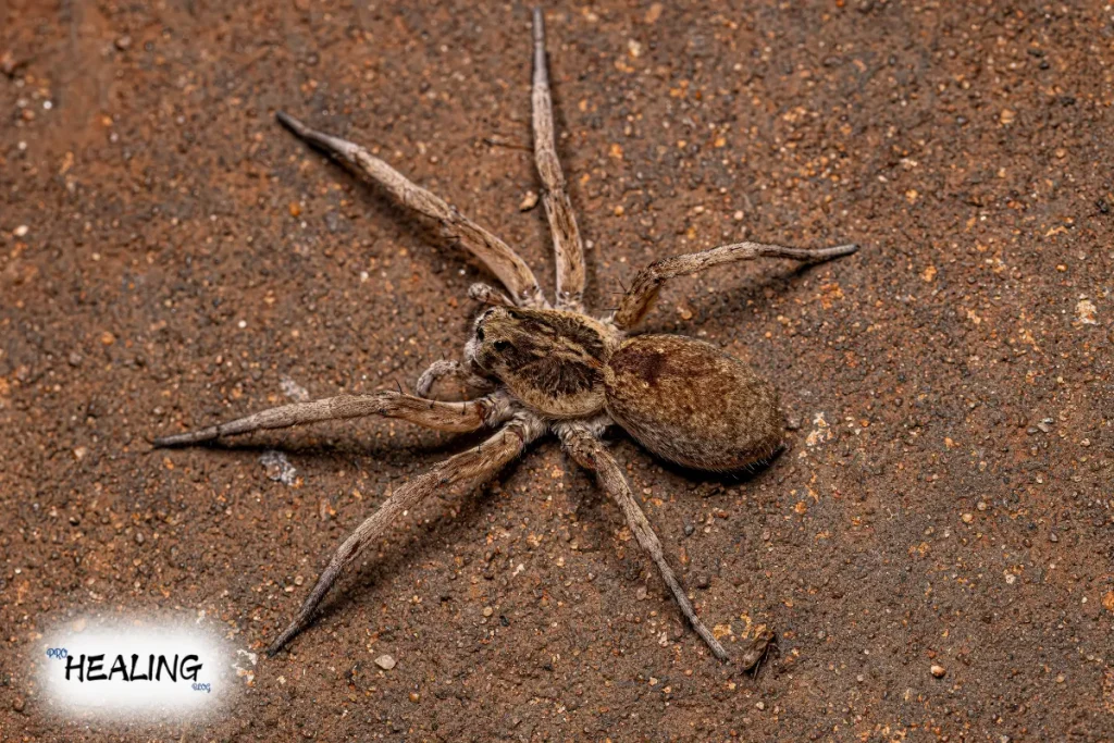 Spiders in Tennessee: Traveling through eight-legged creatures