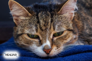 can-cats-get-parvo-pro-healing-blog