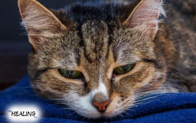 can-cats-get-parvo-pro-healing-blog